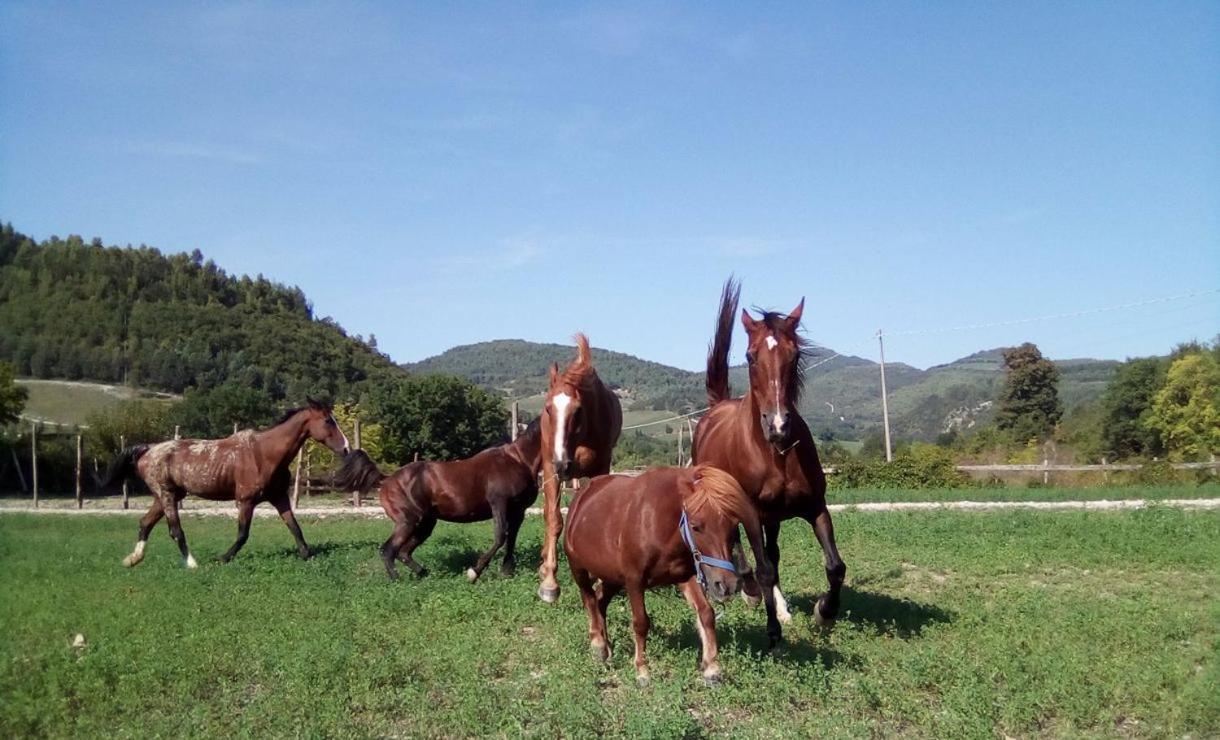 Holidays Ca Tassino Urbino Dış mekan fotoğraf
